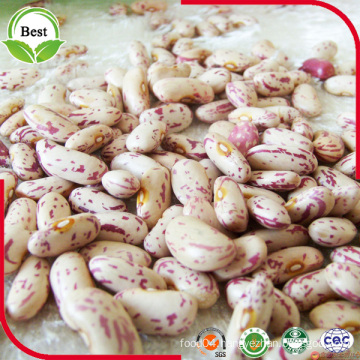 Chinese New Corp Long Shape Light Speckled Kidney Beans Lskb